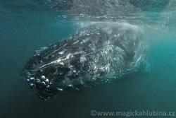 Humpback whale sleeping under the surface by Viktor Vrbovský 